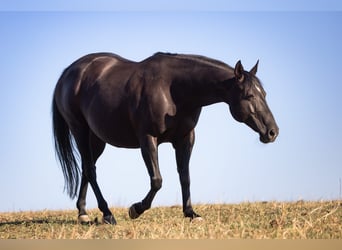 American Quarter Horse, Hengst, Fohlen (05/2026), 150 cm, Brauner
