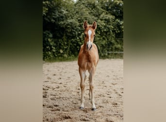 American Quarter Horse, Hengst, Fohlen (04/2026), 150 cm, Brauner