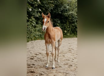American Quarter Horse, Hengst, Fohlen (04/2026), 150 cm, Brauner