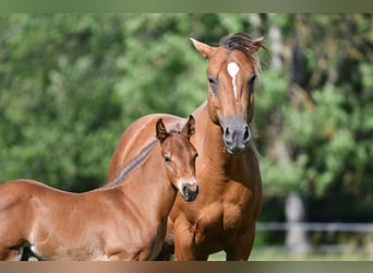 American Quarter Horse, Hengst, , 150 cm, Brauner