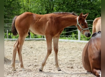 American Quarter Horse, Hengst, Fohlen (04/2024), 150 cm, Brauner