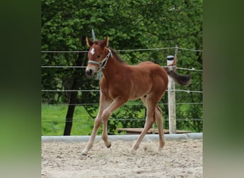 American Quarter Horse, Hengst, Fohlen (04/2024), 150 cm, Brauner