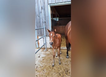 American Quarter Horse, Hengst, Fohlen (05/2025), 150 cm, Brauner