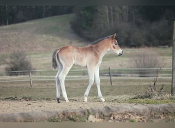 American Quarter Horse, Hengst, Fohlen (02/2024), 150 cm, Brauner