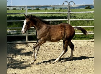 American Quarter Horse, Hengst, , 150 cm, Brauner