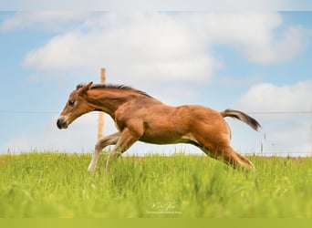 American Quarter Horse, Hengst, Fohlen (03/2023), 150 cm, Brauner