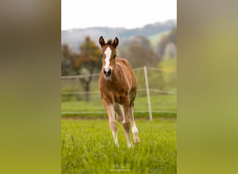 American Quarter Horse, Hengst, Fohlen (03/2023), 150 cm, Brauner