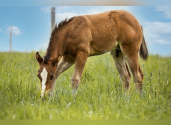 American Quarter Horse, Hengst, Fohlen (03/2023), 150 cm, Brauner