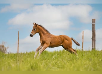 American Quarter Horse, Hengst, Fohlen (03/2023), 150 cm, Brauner