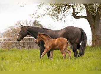 American Quarter Horse, Hengst, Fohlen (03/2023), 150 cm, Brauner