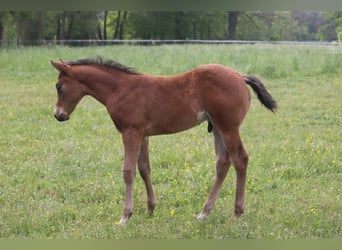 American Quarter Horse, Hengst, Fohlen (04/2023), 150 cm, Brauner