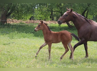 American Quarter Horse, Hengst, Fohlen (04/2023), 150 cm, Brauner