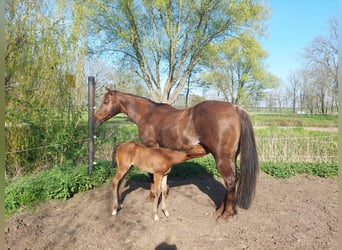 American Quarter Horse, Hengst, Fohlen (04/2023), 150 cm, Brauner