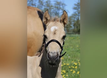 American Quarter Horse, Hengst, Fohlen (04/2026), 150 cm, Buckskin