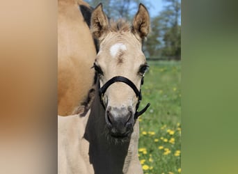 American Quarter Horse, Hengst, Fohlen (04/2026), 150 cm, Buckskin