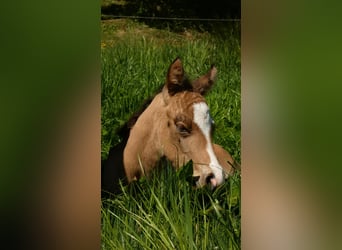 American Quarter Horse, Hengst, , 150 cm, Buckskin