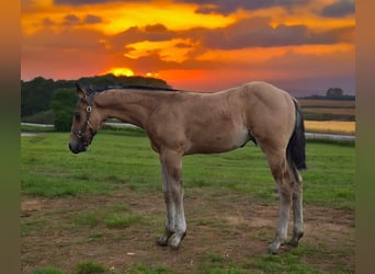 American Quarter Horse, Hengst, Fohlen (04/2024), 150 cm, Buckskin