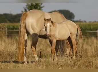 American Quarter Horse, Hengst, Fohlen (04/2026), 150 cm, Champagne