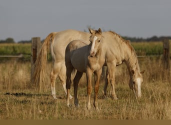 American Quarter Horse, Hengst, Fohlen (04/2026), 150 cm, Champagne
