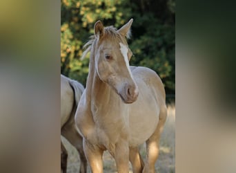 American Quarter Horse, Hengst, Fohlen (04/2026), 150 cm, Champagne