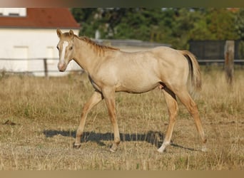 American Quarter Horse, Hengst, Fohlen (04/2026), 150 cm, Champagne