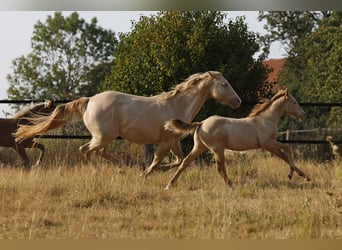 American Quarter Horse, Hengst, Fohlen (04/2026), 150 cm, Champagne