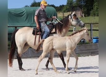 American Quarter Horse, Hengst, Fohlen (05/2023), 150 cm, Champagne
