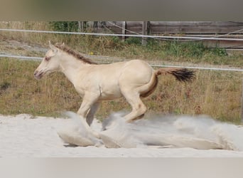 American Quarter Horse, Hengst, Fohlen (05/2023), 150 cm, Champagne