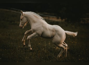 American Quarter Horse, Hengst, , 150 cm, Cremello