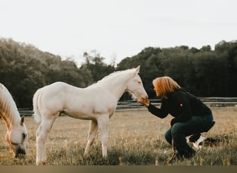American Quarter Horse, Hengst, , 150 cm, Cremello