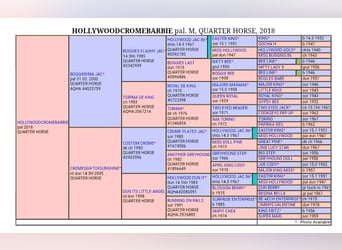 American Quarter Horse, Hengst, , 150 cm, Cremello