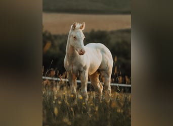 American Quarter Horse, Hengst, Fohlen (04/2025), 150 cm, Cremello