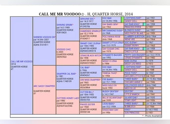 American Quarter Horse, Hengst, , 150 cm, Cremello