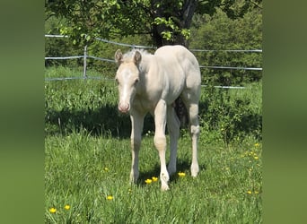 American Quarter Horse, Hengst, , 150 cm, Cremello
