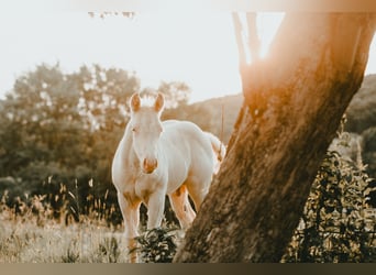 American Quarter Horse, Hengst, , 150 cm, Cremello