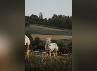 American Quarter Horse, Hengst, , 150 cm, Cremello