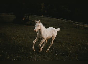 American Quarter Horse, Hengst, , 150 cm, Cremello
