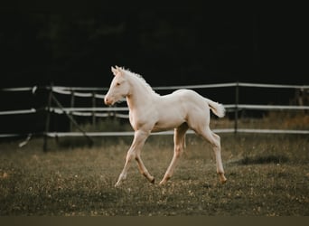 American Quarter Horse, Hengst, Fohlen (04/2025), 150 cm, Cremello