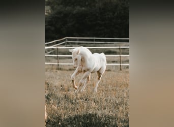 American Quarter Horse, Hengst, , 150 cm, Cremello