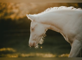American Quarter Horse, Hengst, , 150 cm, Cremello