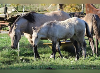 American Quarter Horse, Hengst, Fohlen (06/2025), 150 cm, Dunalino