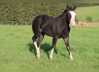 American Quarter Horse, Hengst, Fohlen (05/2025), 150 cm, Dunkelbrauner