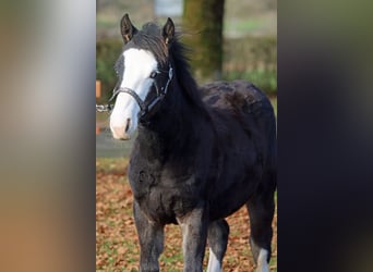 American Quarter Horse, Hengst, Fohlen (05/2025), 150 cm, Dunkelbrauner