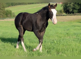American Quarter Horse, Hengst, Fohlen (05/2025), 150 cm, Dunkelbrauner