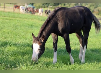 American Quarter Horse, Hengst, Fohlen (05/2025), 150 cm, Dunkelbrauner