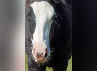 American Quarter Horse, Hengst, Fohlen (05/2025), 150 cm, Dunkelbrauner