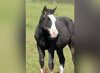 American Quarter Horse, Hengst, Fohlen (05/2025), 150 cm, Dunkelbrauner
