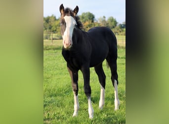 American Quarter Horse, Hengst, Fohlen (05/2025), 150 cm, Dunkelbrauner