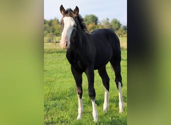 American Quarter Horse, Hengst, Fohlen (05/2025), 150 cm, Dunkelbrauner