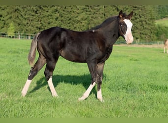 American Quarter Horse, Hengst, Fohlen (05/2025), 150 cm, Dunkelbrauner